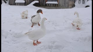 Wetterfeste Gänse Im Gänsemarsch durch den Schnee [upl. by Olsen90]