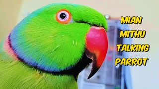 Indian Ringneck Parakeet Kabhi main Kabhi Tum parrot birds talkingparrot birdslover viralvideo [upl. by Dibru]