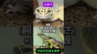 【爬虫類】レオパVSアルマジロトカゲの飼いやすさ勝負！ shorts アルマジロトカゲ 爬虫類 多岐ちゃんねる reptiles レオパ ヒョウモントカゲモドキ [upl. by Maisey431]