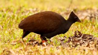 Orangefooted Scrubfowl Megapodius reinwardt  Reinwardthuhn 1 [upl. by Yenffad]