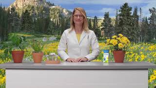 Benefits of Arnica Montana  Arnicare for Pain Relief [upl. by Trofmoc452]