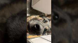 My baby💕💕 puppy dog cute relationship fyp viralvideo germanshepherd [upl. by France]