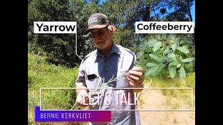 Coffeeberry Rhamnus californica amp Yarrow Achillea millefolium [upl. by Gagliano]