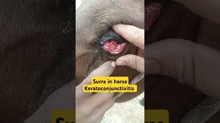 Surra in horsesTevansikeratoconjunctivitis horse vet shorts veterinarian viralshort animal [upl. by Lefty]