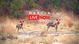 Mabula Game Lodge LIVE Africam Wildlife Stream [upl. by Ybreh397]