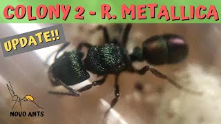 Rhytidoponera metallica colony update New nest amp Outworld  Green Headed Ants [upl. by Assirolc]