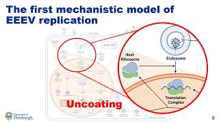 A Mechanistic Model of Alphavirus Replication  Caroline I Larkin  SysMod  Poster  ISMB 2022 [upl. by Connelly]