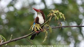 Whitethroated Kingfisher  Chiu S C DSCN2139 [upl. by Shriver]