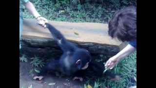 bébé chimpanzé en Indonésie [upl. by Aissila]