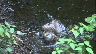 Owl  Monteen McCord shows Barred owl bathing 071211 [upl. by Aneert]