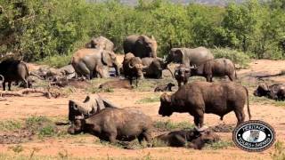 Hluhluwe Umfolozi Game Reserve Elephants Buffalo and White Rhino Mud Bath [upl. by Boorer]