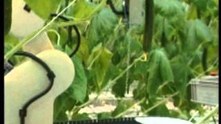 Cucumber harvesting robot [upl. by Veal]