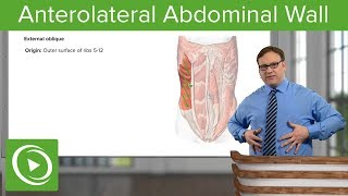 Anterolateral Abdominal Wall – Anatomy  Lecturio [upl. by Tiffani]