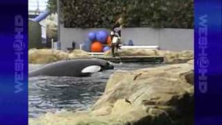 Tourists Camera Rolls Seconds Before Killer Whale Attacks SeaWorld Trainer [upl. by Dewayne]