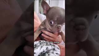 Rescued poor 15weekold puppy that surrendered to hydrocephalus puppies frenchie [upl. by Attenahs]