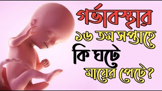 গর্ভাবস্থার ১৬ তম সপ্তাহে কি দেখে নিন । 16 Weeks Pregnant । Pregnancy Week by Week Bangla [upl. by Chandos844]