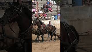 JawDropping Draft Horse Pulls horse horses [upl. by Onibla]