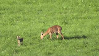 Fawn plays with a hare  Rehkitz spielt mit einem Hasen [upl. by Sibylla754]