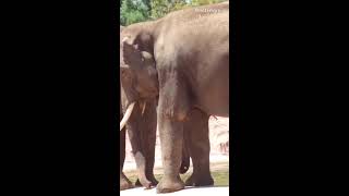 Elephantszoological park Athens [upl. by Yeorgi]