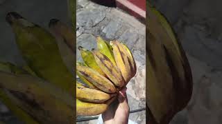 Keraa pakyo hai keraa pakyo Local Nepali Banana [upl. by Poll]