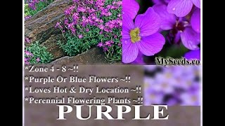 Purple Rockcress  Aubrieta deltoidea FLOWER SEEDS on wwwMySeedsCo [upl. by Rehpitsirhc]