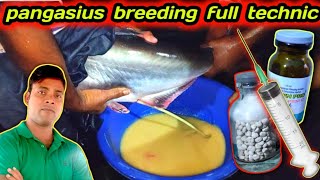 PANGASIUS BREEDING SYSTEM  HOW TO BREEDING PANGASIUS fishbreeding fishinfo [upl. by Arayc114]