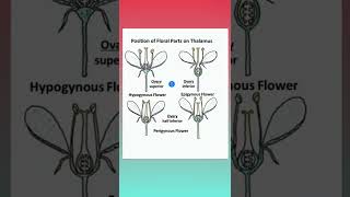 Hypogynous Epigynous and Perigynous Flowers  Superior and Inferior Ovary shorts neet [upl. by Spatz]