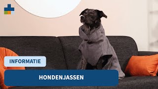 Heeft mijn hond een hondenjas nodig  Medpets geeft tips [upl. by Yeclek833]