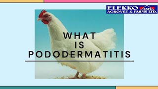 WHAT IS PODODERMATITIS [upl. by Nate]