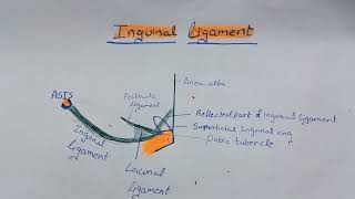 Fascia Transversalis and Inguinal ligament [upl. by Paresh]