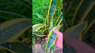 Free मैं उगाए Snake plant Grow snake plant from Cutting shorts snakeplant garden gardening [upl. by Znieh180]