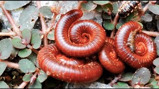 Millipedes 1millipede frog nature babyanimals [upl. by Akram843]