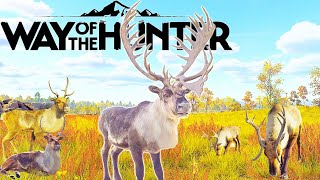 Five Star Mountain Reindeer  Way of the Hunter [upl. by Hazaki]