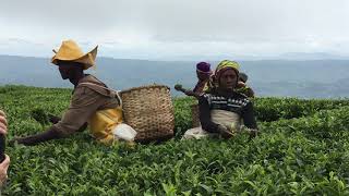 Tea Pickers  Gisakura Tea Estate  Nyungwe Forest  Gisakura Rwanda [upl. by Ynotna]