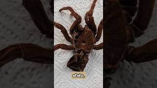 Wow Meine älteste Theraphosa stirmi hat mit ihren 12 Jahren die Häutung gut überstanden 🥰 shorts [upl. by Arayk293]