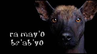 El perro pastor Ra mayo tsatyo  Canción tradicional otomi [upl. by Anyela]