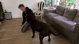 Hoe speel je met je hond [upl. by Lovering]