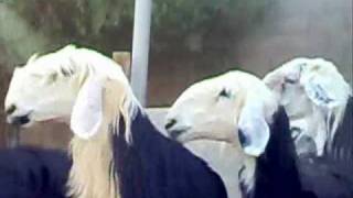 اغنام نجديه المالك خلف سيف السيف Najdi sheep [upl. by Tterej]