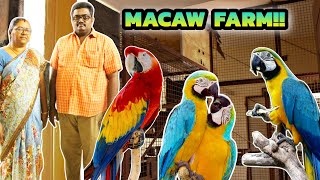 திருப்பூரில் இப்படி ஒரு பண்ணையா😱‼️  Macaw farm in tamilnadu  Macaw breeding farm in tamilnadu [upl. by Ahsimed]