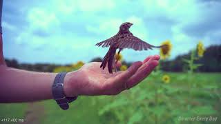 Bird Taking Off at 20000 fps 213 milliseconds Raw Video  Smarter Every Day 197 [upl. by Buchalter750]