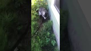 Husky Throws Tantrums While Pet Parent Tries to Give him Bath [upl. by Fontes171]