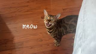 Bengal Cat has one of the Cutest Meows of All Times [upl. by Arlynne]