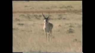 How To Call Antelope featuring The quotAntelope Talkquot Call [upl. by Brittany]