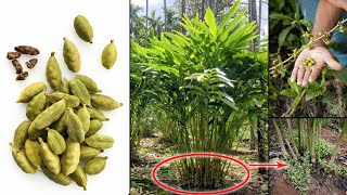 The Secret to Cardamom Plant Growing From Seed  How to Planting Cardamom Plant at Home  Cardamom [upl. by Atikehs]