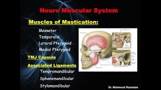 2 Terminology of Occlusion Part 1 [upl. by Tigram]