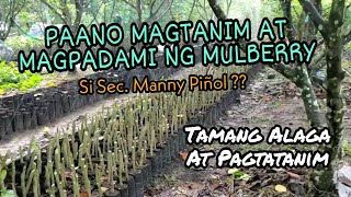 MANNY PIÑOL  MABILIS AT TAMANG PAGTATANIM NI SEC MANNY PIÑOL NG MULBERRY [upl. by Linis]