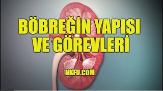 Böbreklerin Yapısı ve Görevleri [upl. by Kcid125]