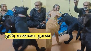 பூச்சி மாத்திரை 1st time for குட்டிஸ்  Deworming Tablets for Labrador Puppies [upl. by Inail]