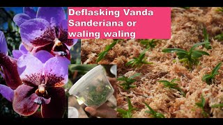 Deflasking vanda sanderiana or waling waling orchids [upl. by Ayerdna55]