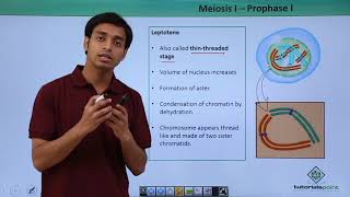 Class 11th  Meiosisl – Prophasel  Cell Cycle and Cell Division  Tutorials Point [upl. by Edmondo]